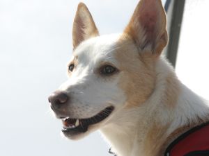 Max